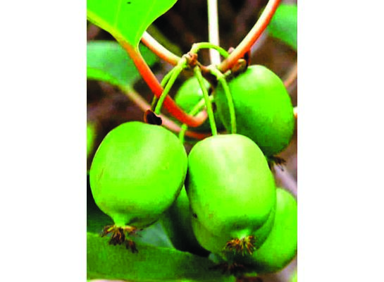 Kiwi wys. 60-70 cm don. 2 l