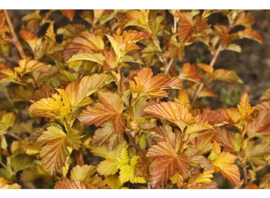 Pęcherznica kalinolistna wys. 40-60 cm don. 19 cm