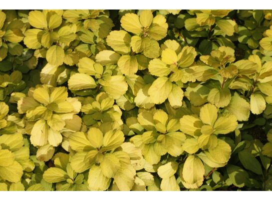 Tawuła brzozolistna wys. 40-60 cm don. 21 cm