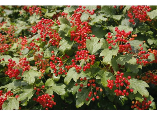 Kalina koralowa wys. 30-40 cm don. 19 cm