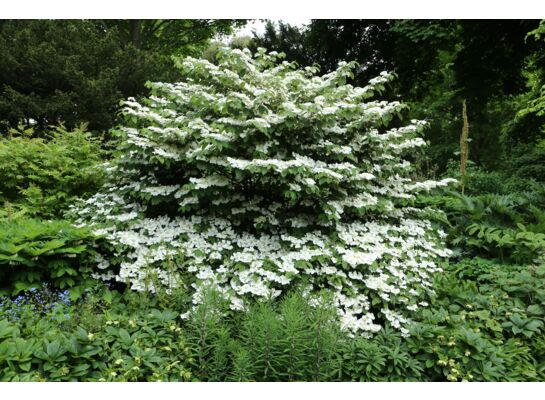 Kalina japońska wys. 40-60 cm don. 21 cm