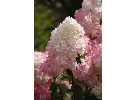 Hortensja wiechowata śr. 19 cm wys. 30 - 40 cm