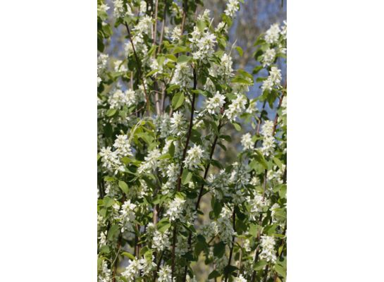 Świdośliwa olcholistna wys. 60-80 cm don. 21 cm