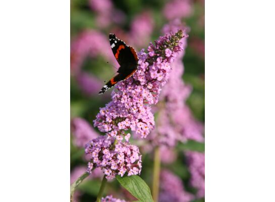 Budleja davida wys. 30-40 cm don. 19 cm