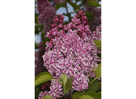 Lilak pospolity wys. 40-60 cm don. 21 cm