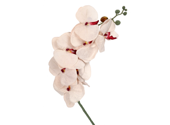 Storczyk 8 kwiatów 92 cm