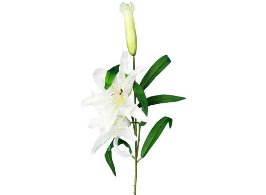 Lilia 2 gałązki z pąkiem i błyszczącymi liśćmi