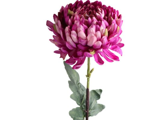 Chryzantema pojedynka 70 x 10 cm A1-0097CH1