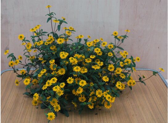 Sanvitalia wys. 25 cm don. 12 cm