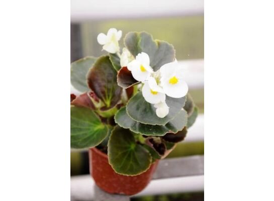 Begonia sempenflorens 6-pak wys. 20 cm
