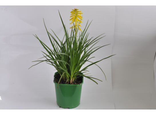 Kniphofia, wys. 40 cm, śr. don. 17 cm