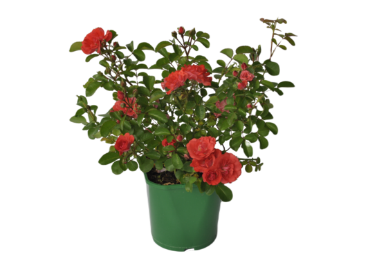 Róże okrywowe wys. 35 cm don. 2 l