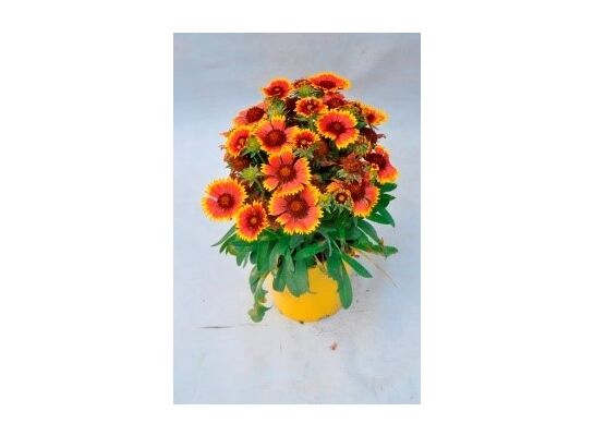 Gaillardia, wys. 40 cm, don. 17 cm