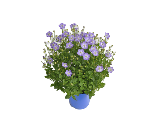 Campanula wys. 40 cm don. 17 cm