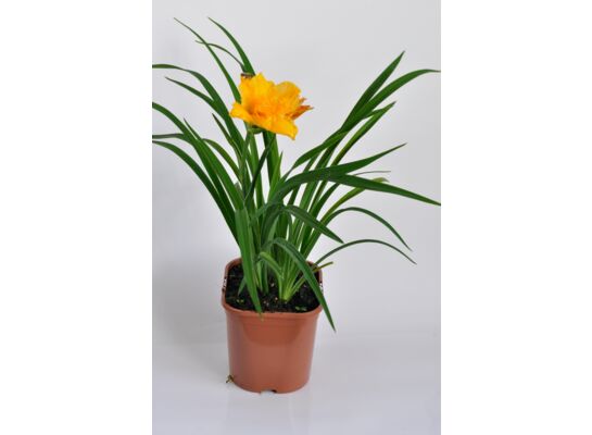 Liliowiec wys. 40 cm don. 17 cm