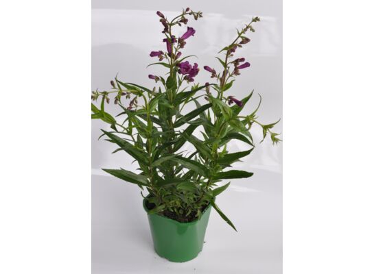 Penstemon wys. 40 cm, śr.don. 17 cm