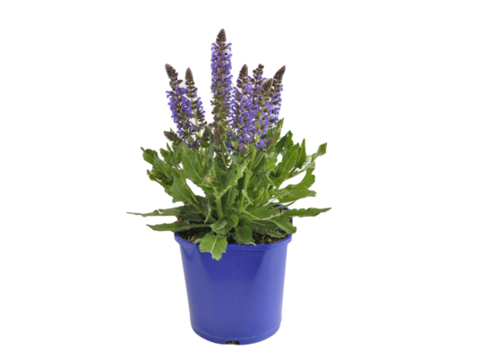 Szałwia April Night zimująca wys. 40 cm don. 17 cm