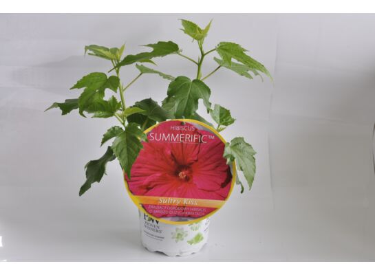 Hibiskus Summerific wys. 55 cm don.23 cm
