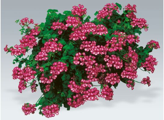 Pelargonia w koszu wys. 45 cm don. 23 cm