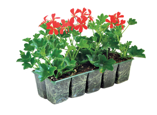 Pelargonia 10-pak wys. 20 cm