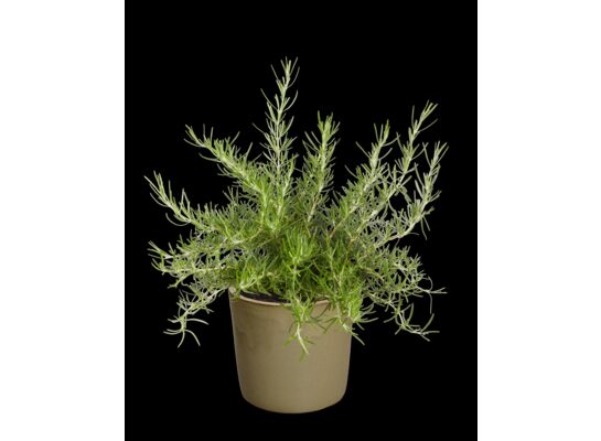 Rozmaryn wys. 40 cm don. 15 cm