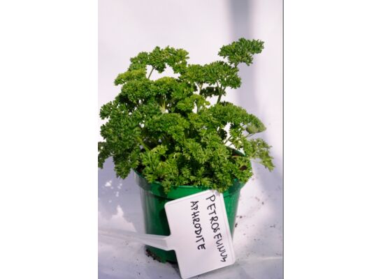 Pietruszka wys. 40 cm don. 15 cm