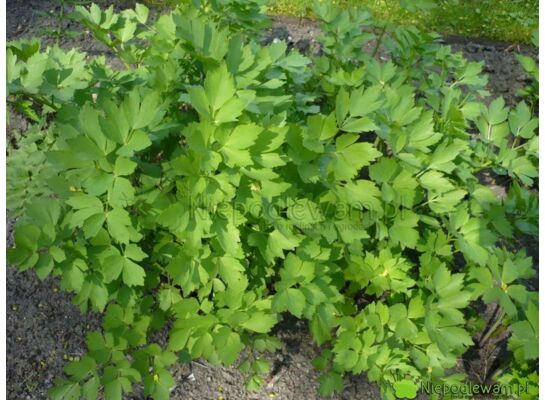 Lubczyk wys. 40 cm don. 15 cm