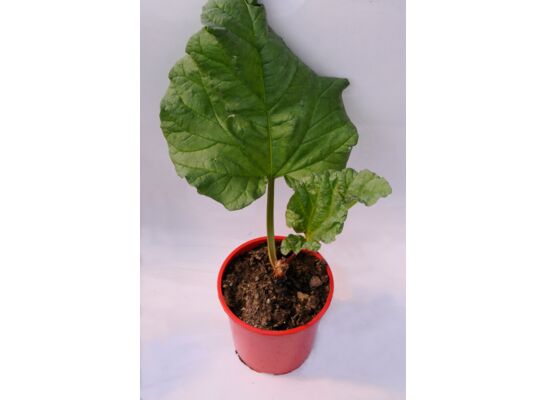 Rabarbar wys. 40 cm don. 15 cm