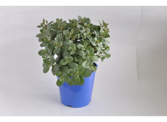 Rozchodnik wys. 40 cm don. 17 cm