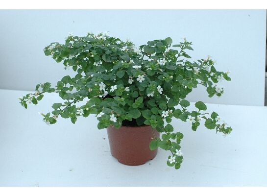 Bacopa wys. 20 cm don. 10 cm