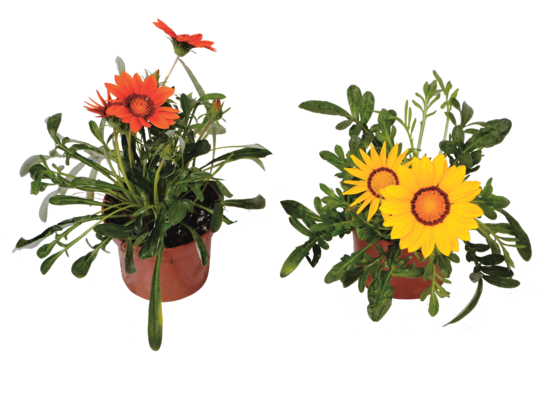 Gazania wys. 25 cm don. 10 cm
