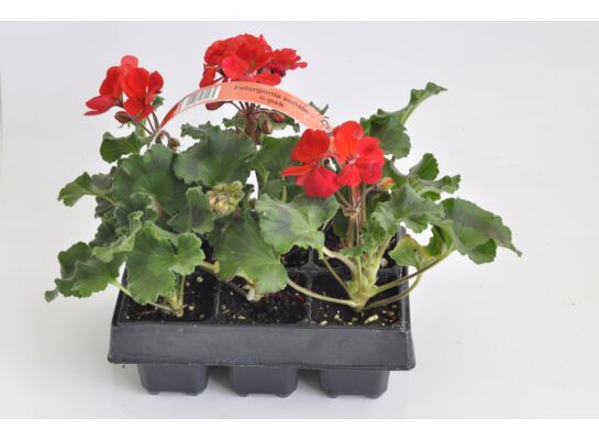 Pelargonia 6-pak wys. 20 cm