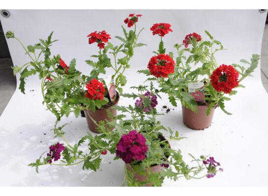 Werbena wys. 25 cm don. 10 cm