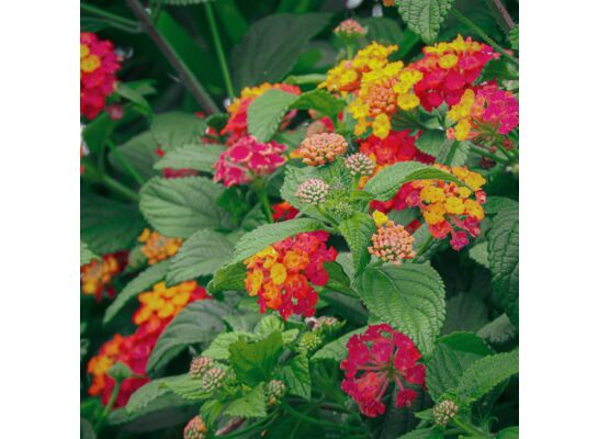 Lantana wys. 25 cm don. 10 cm