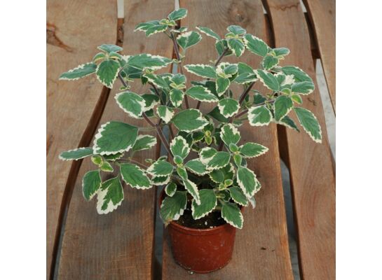 Komarzyca wys. 20 cm don. 10 cm