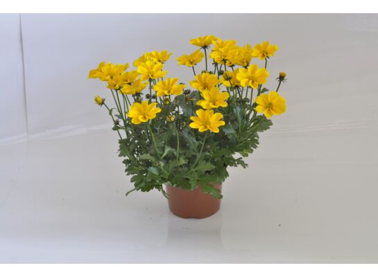 Bidens żółt wys. 25 cm don. 10 cm