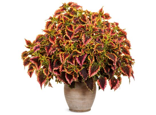 Koleus wys. 25 cm don. 10 cm