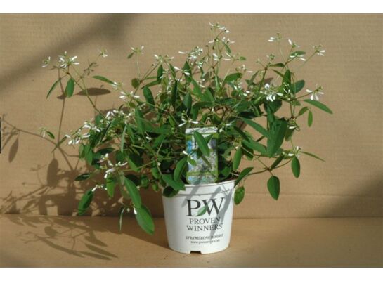 Wilczomlecz Diamond Frost wys. 20 cm don. 10 cm