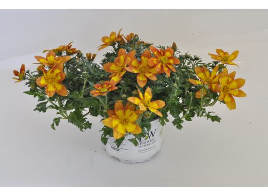 Bidens czerwony wys. 25 cm don. 10 cm