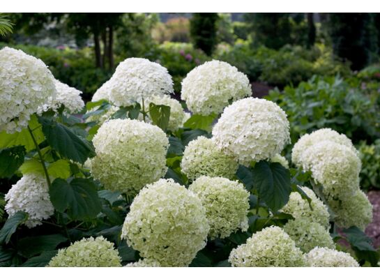 Hortensja drzewiasta don. 23 cm wys. 50 cm