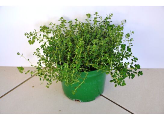 Tymianek wys. 40 cm don. 15 cm