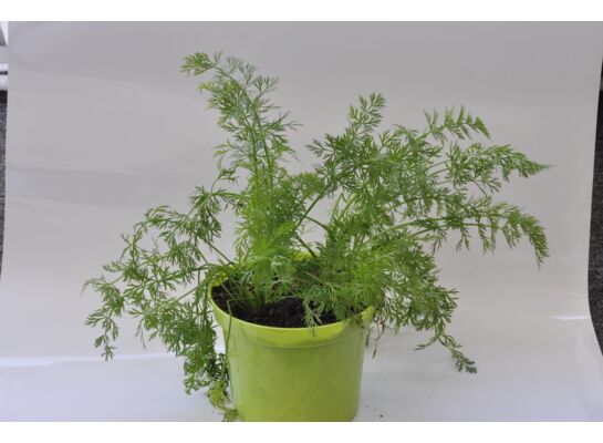 Koper wys. 40 cm don. 15 cm