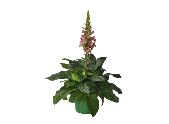 Digitallis wys. 40 cm don. 17 cm