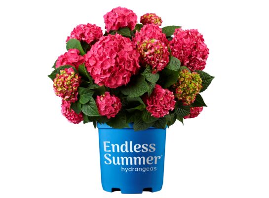 Hortensja Endless Summer don. 23 cm wys. 50 cm