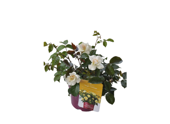 Róża Easy Elegance wys. 50 cm don. 23 cm