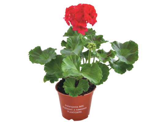 Pelargonia zonale mix wys. 25 cm don. 12 cm