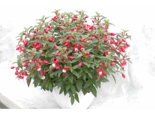 Fuksja w koszu wys. 30 cm don. 21 cm