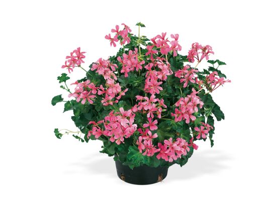 Pelargonia bluszczolistna mix wys. 25 cm don. 12 cm