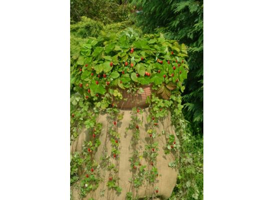 Poziomka kosz wys. 25 cm don. 21 cm