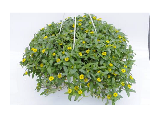 Sanvitalia kosz wys. 30 cm don. 21 cm